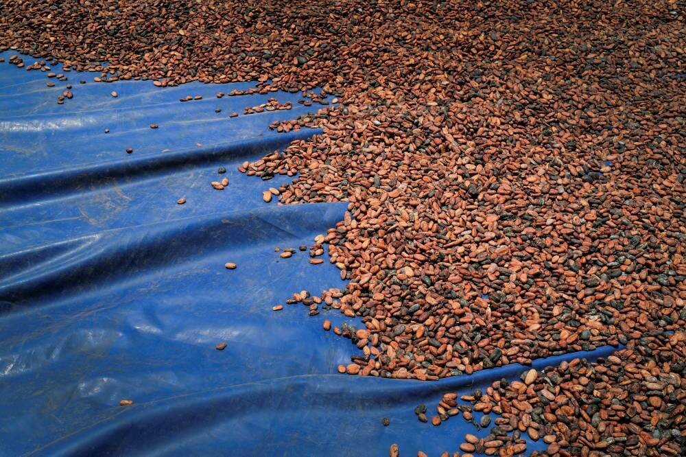 Цены на какао падают из-за дефицита поставок в Западной Африке