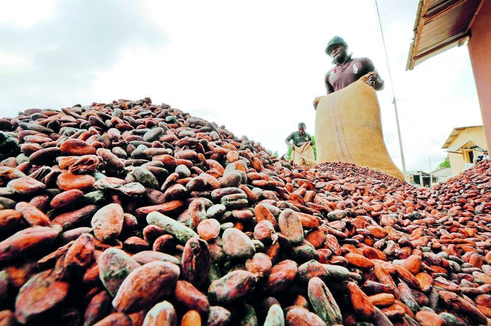 Cocoa Prices Fall Due to Supply Surplus