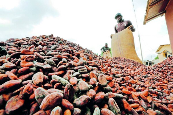 Cocoa Prices Fall Due to Supply Surplus